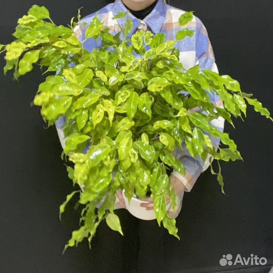 Фикус Бендж Голден Моник 17/80 Ficus Benjamina Gol