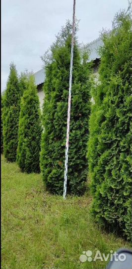 Туя Колумна