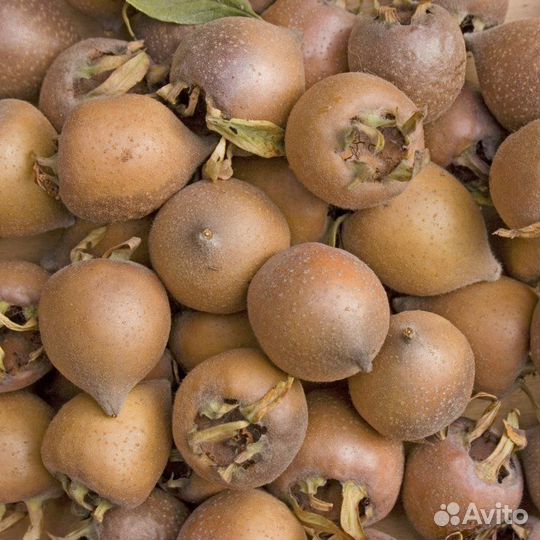 Мушмула Германская