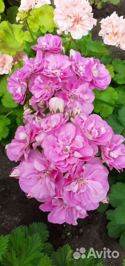 Пеларгонии зонартики