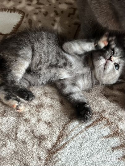 Кошка в дар шотландская