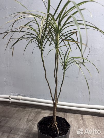 Пальма драцена