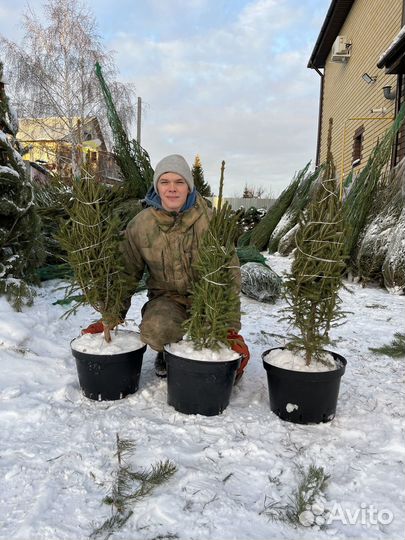 Ель живая в горшке