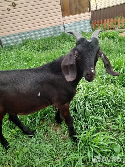 Молочные продукты. Козочки и козлик