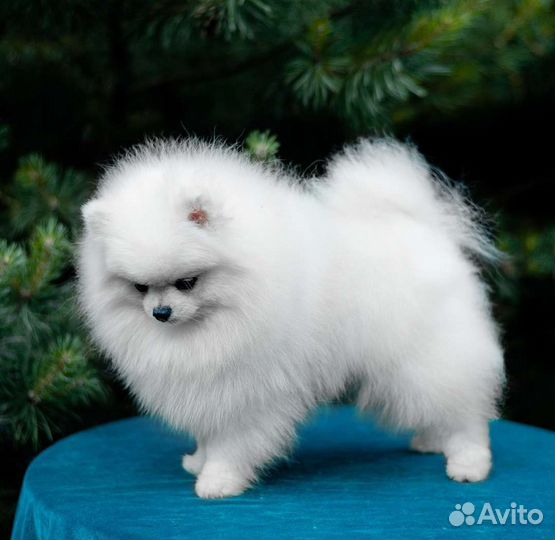 Миниатюрный белый шпиц