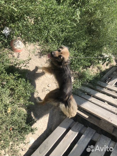 Собака по кличке гресси