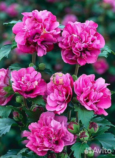 Гибискусы махровые