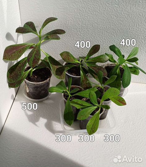 Молочай Синадениум Рубра