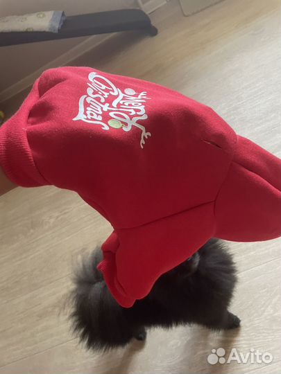 Одежда для собак мини пород