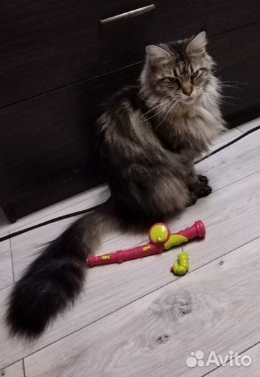 Мейн-кун девочка