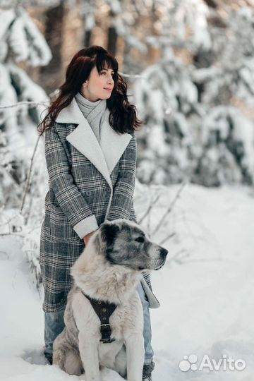 Алабай ищет даму сердца