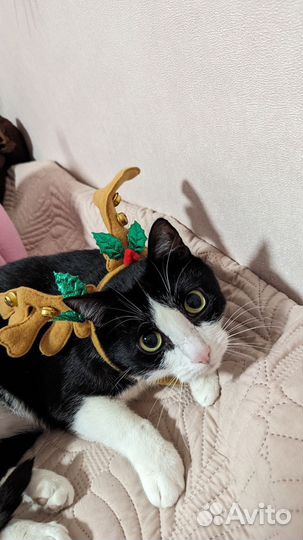 Котик в дар