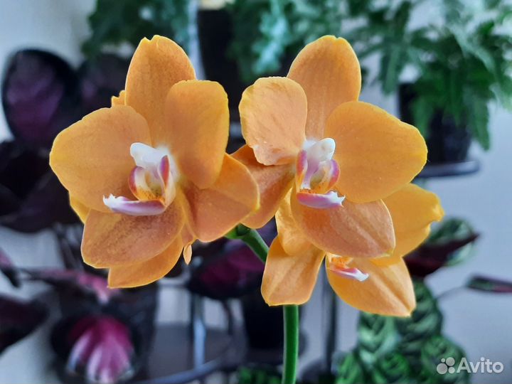 Орхидея фаленопсис P. KS Pride Golden Diamond