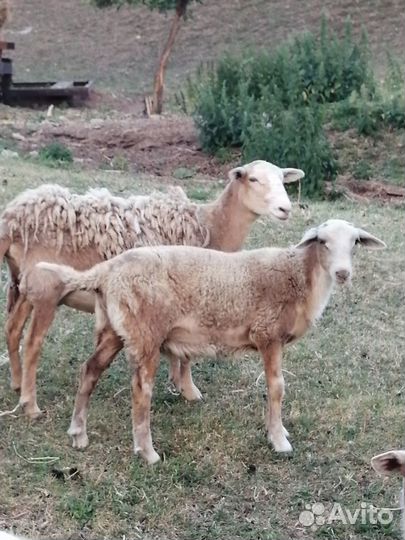 Катумская парода овец. Ярочки, баранчики