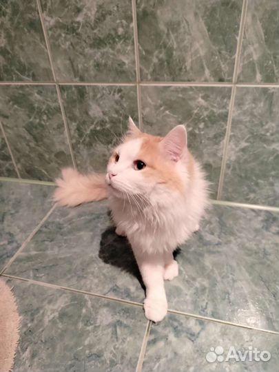 Кошка в дар