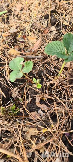 Мульча сосновые иголки с шишками