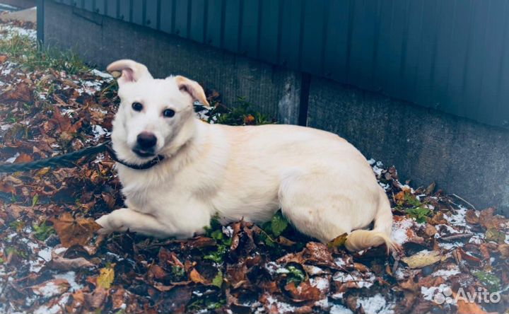 Белоснежный щеночек в добрые руки