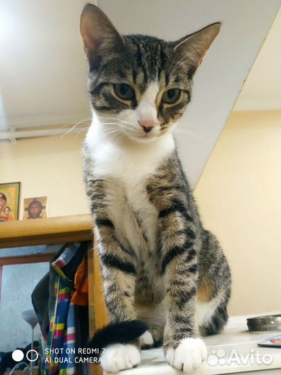 Котята бесплатно