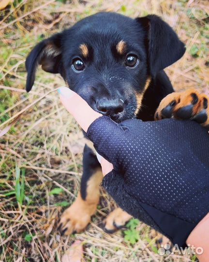 Собака в добрые руки