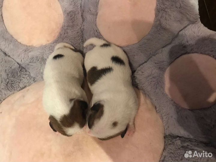 Щенки Джек Рассел терьер