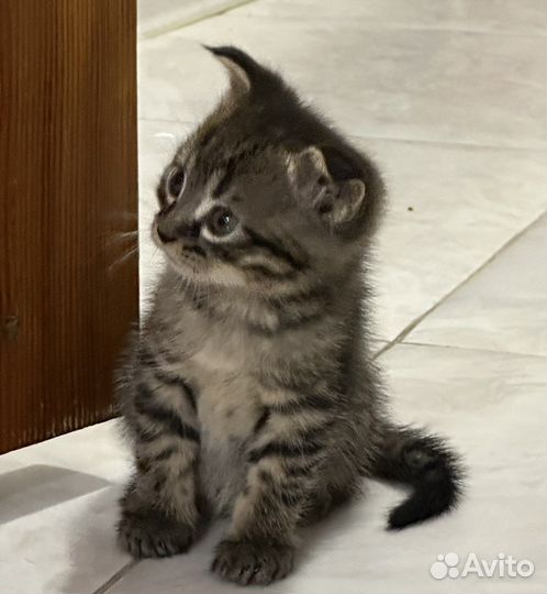 Вислоухий котенок