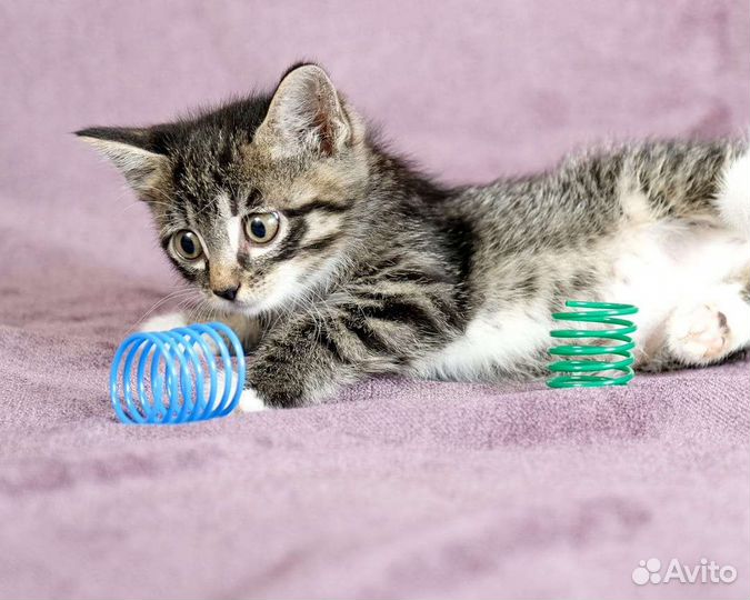 Котята