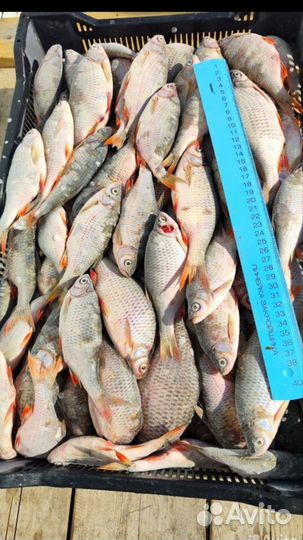 Азовская рыба свежемороженая опт