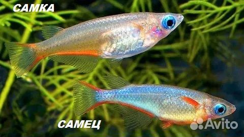 Аквариумные рыбки, излишек