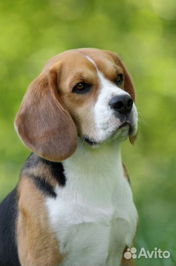 Щенки Бигль