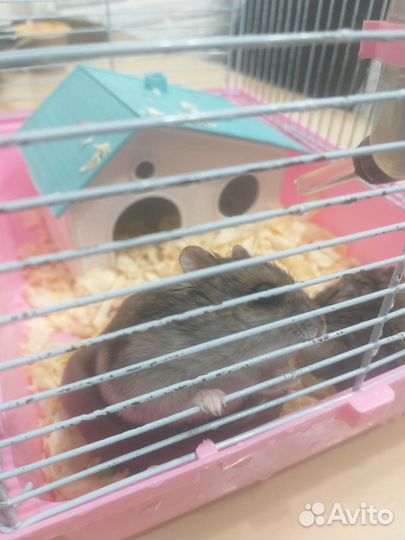 Джунгарские хомячки бесплатно