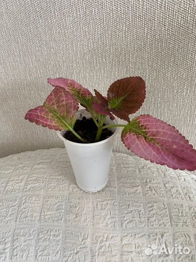 Колеус Аватар,Марипоза и ещё 16видов, ч.1