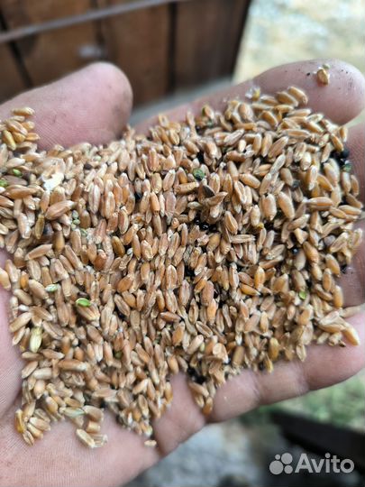 Зерновые отходы