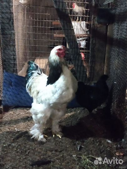 Петухи, брама