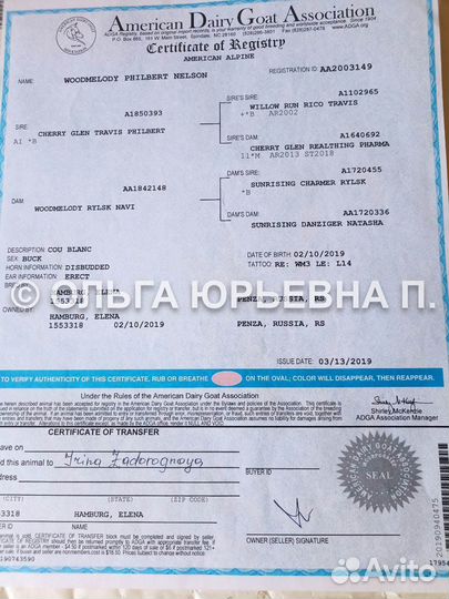 Альпийские козлята