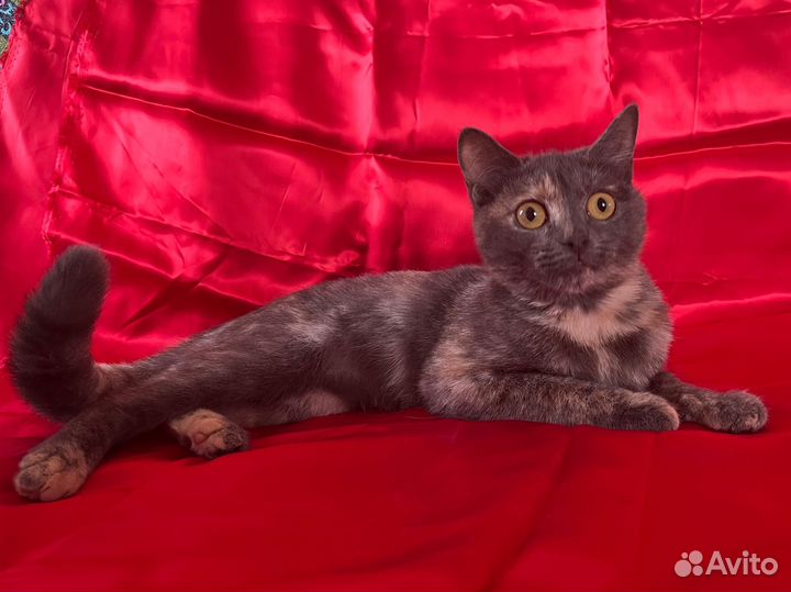 Кошечка Леся