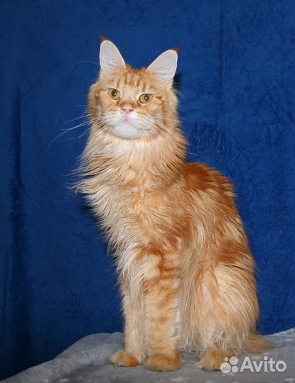 Мейн-кун кошечка