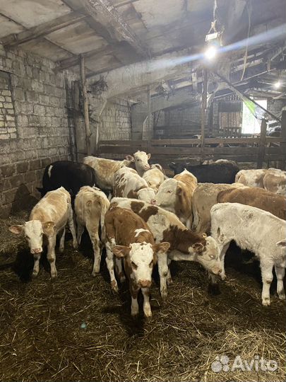 Телята бычки сементалы