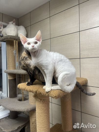 Девон-рекс кошка