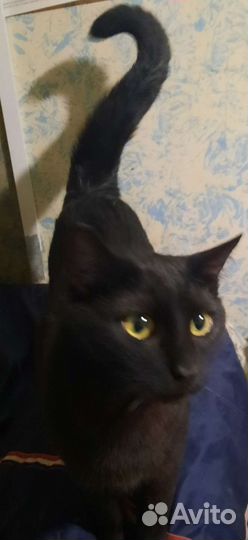 Замечательный черный котик на счастье