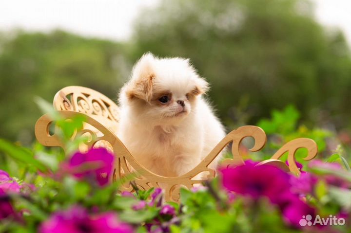 Японский хин