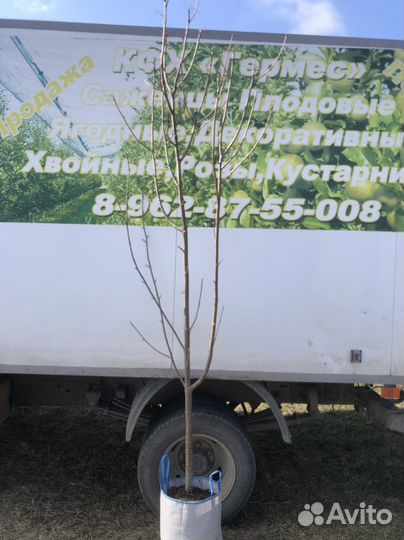 Рябина обыкновенная