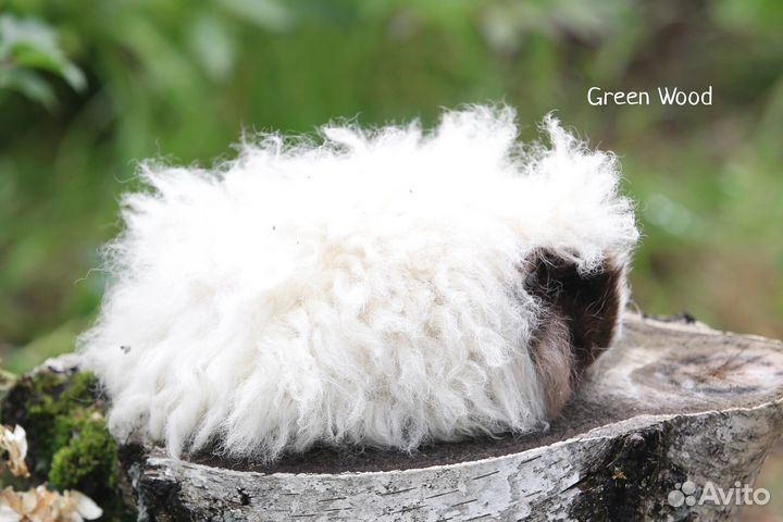 Морская свинка альпака