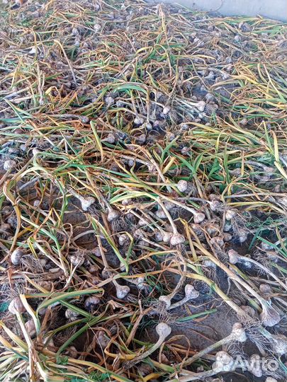 Домашний чеснок