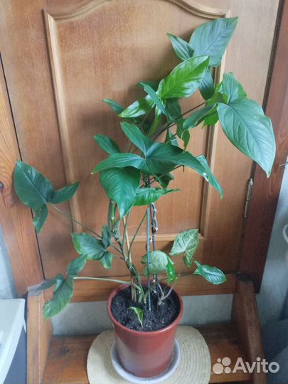 Сансевьерия, Сингониум, Традесканция,Толстянка