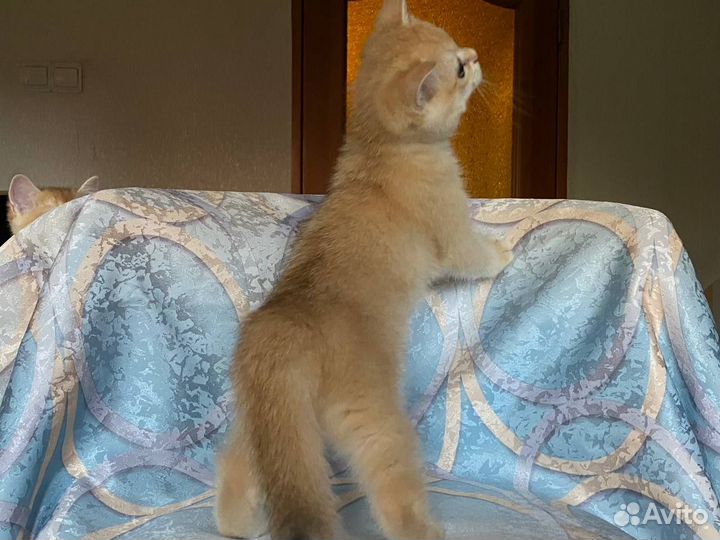 Британская золотая шиншилла