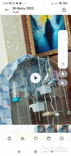 Говорящий попугай корелла