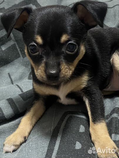 Той-терьер щенки