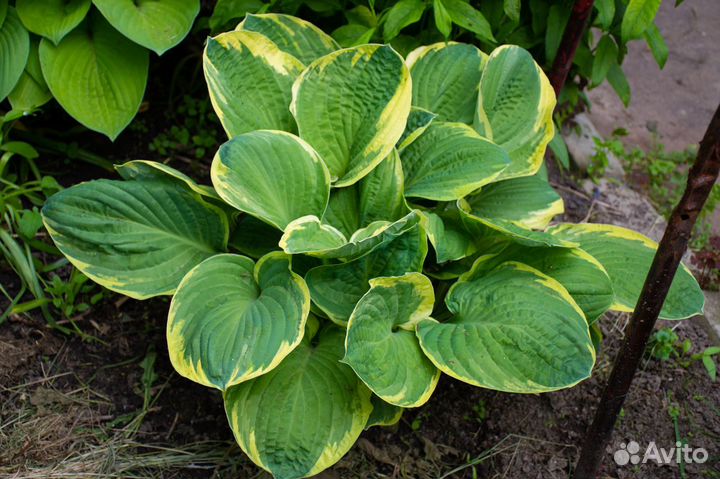 Саженцы хосты (10 сортов)