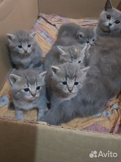 Котята только в добрые руки