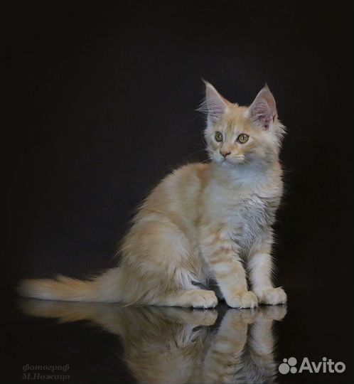 Котята мейн-кун